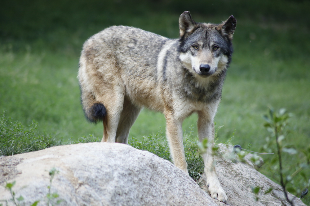 Loup gris dans son habitat naturel