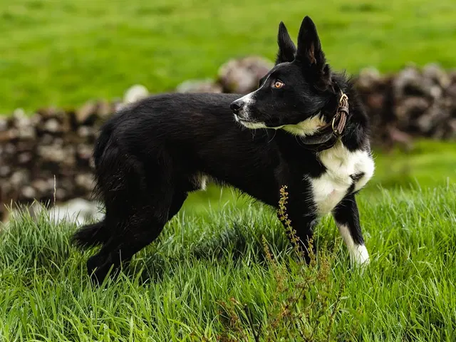 Pendant que sa famille se battait pour l'héritage, elle a recueilli la vieille chienne de sa grand-mère par pur amour… et c'est cet animal qui l'a conduite vers un secret bouleversant