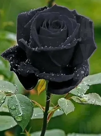 Une rose noire profonde et mystérieuse