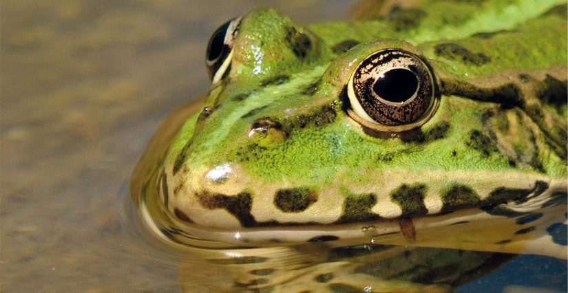 Grenouille la nuit symbolisant le courage