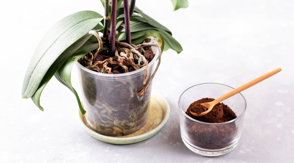 Marc de café dans une tasse à côté d'une orchidée