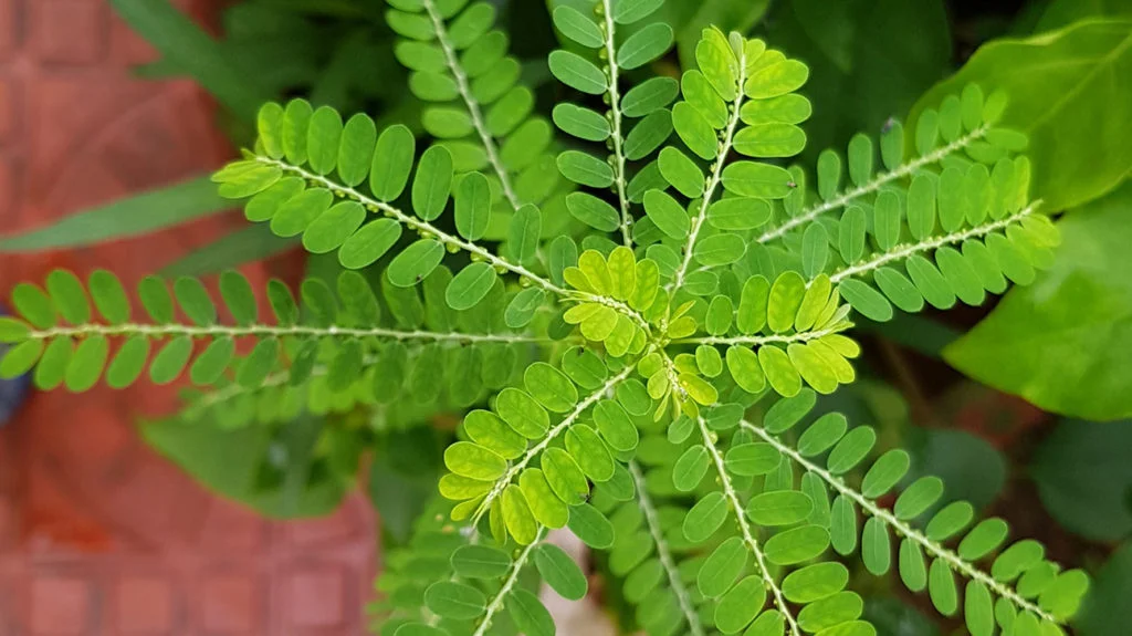 Phyllanthus niruri - plante médicinale