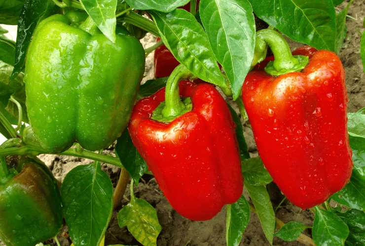 Plant de poivrons verts et rouges en pot sur un balcon