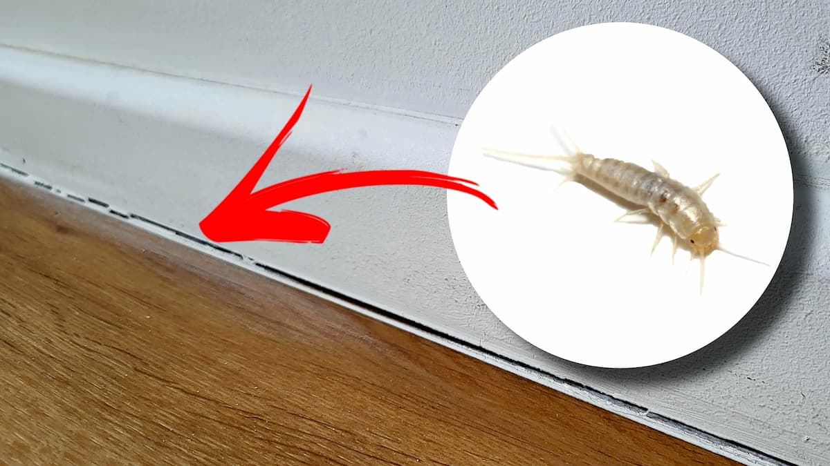 Ce que révèle vraiment la présence du poisson d’argent dans votre intérieur