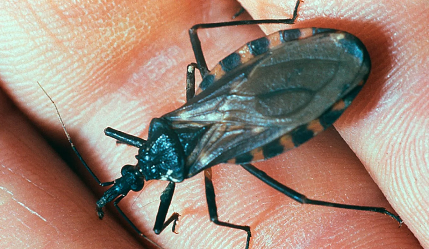 Gros plan sur un insecte de type punaise sur une surface