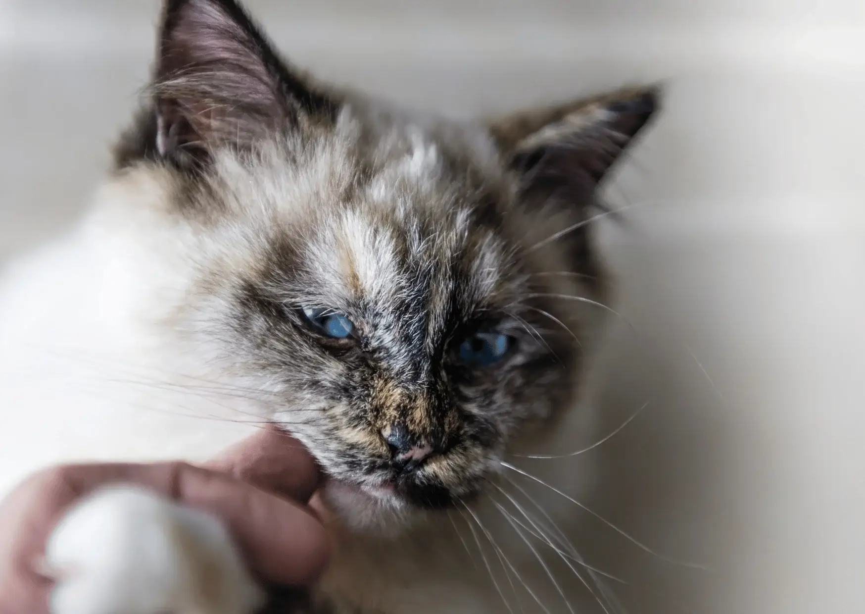 Chat adulte regardant l'objectif, illustration sur le comportement félin