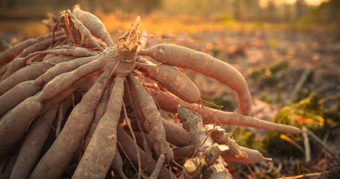 Ces aliments du quotidien qui peuvent se transformer en poison mortel