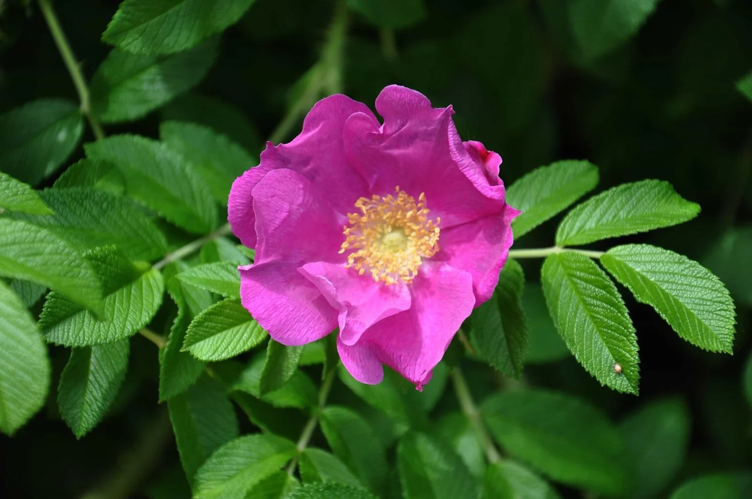 Rose sauvage ou églantine en pleine floraison