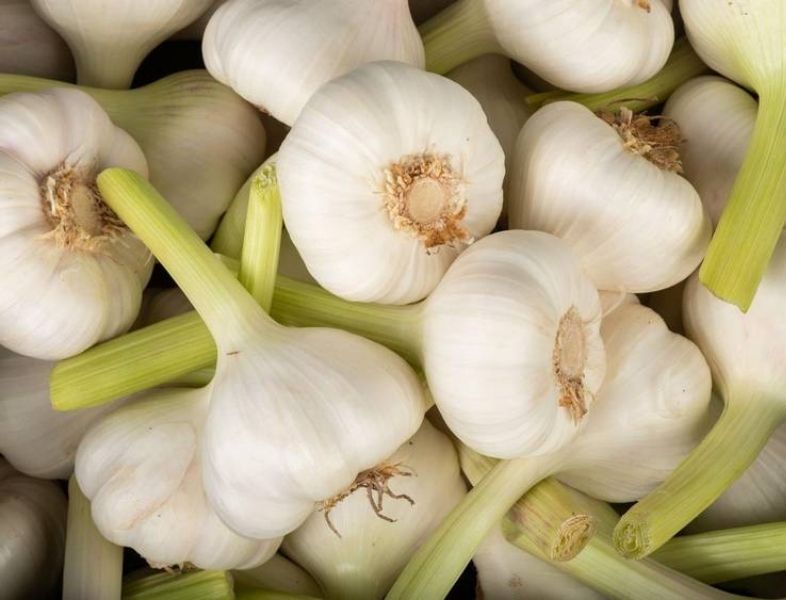Ail anti-nuisibles : la solution naturelle pour dire adieu aux rats et aux insectes