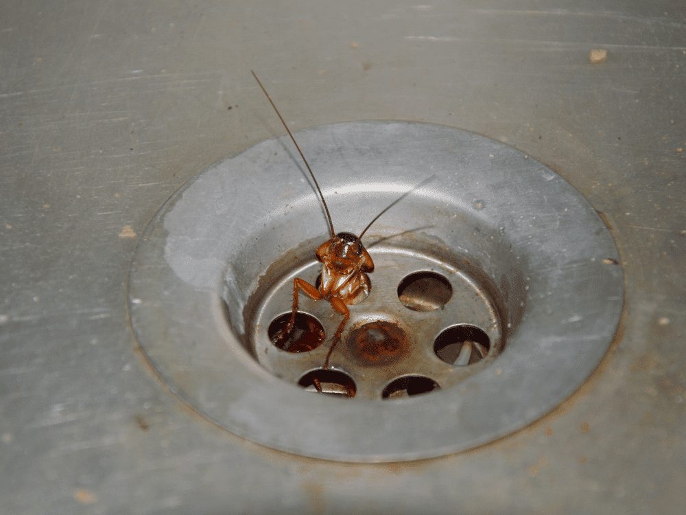 Signes d'infestation de cafards