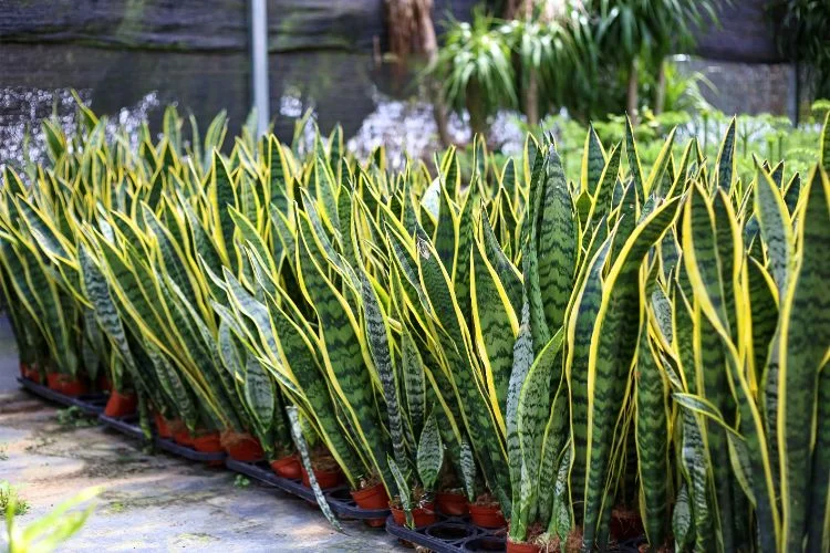 Sansevieria trifasciata, variété populaire de plante serpent