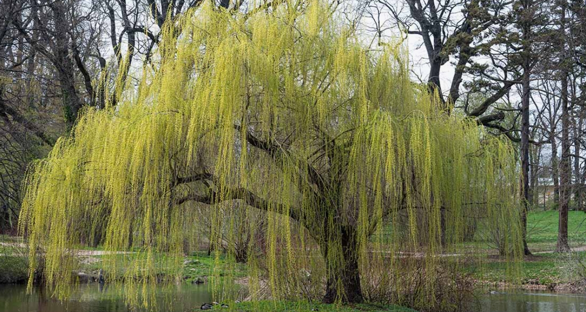 Silhouette d'un homme plus âgé debout sous un arbre, vue de dos