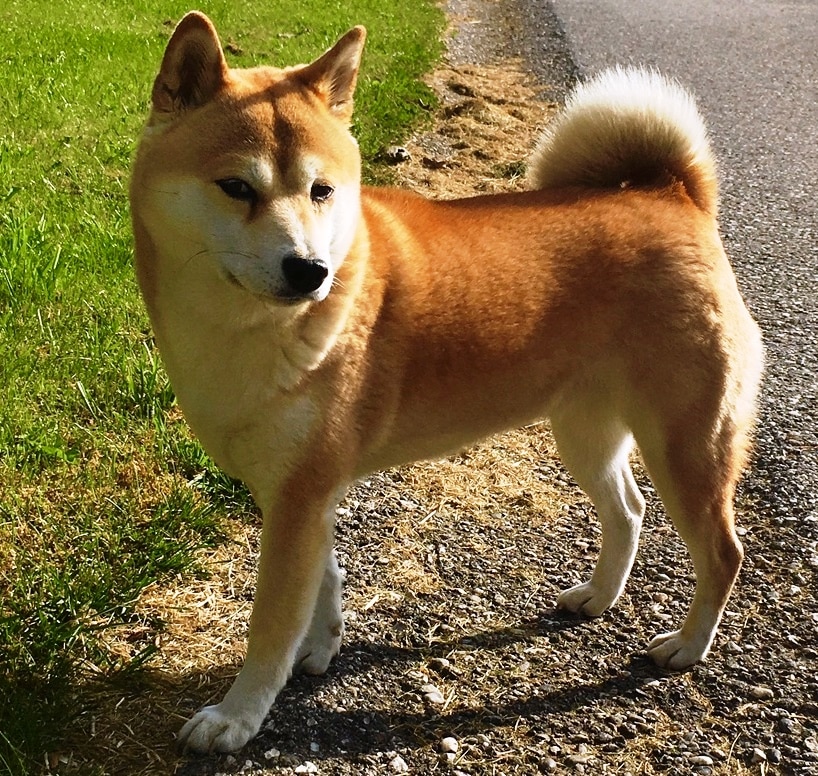 Hachiko sous la neige