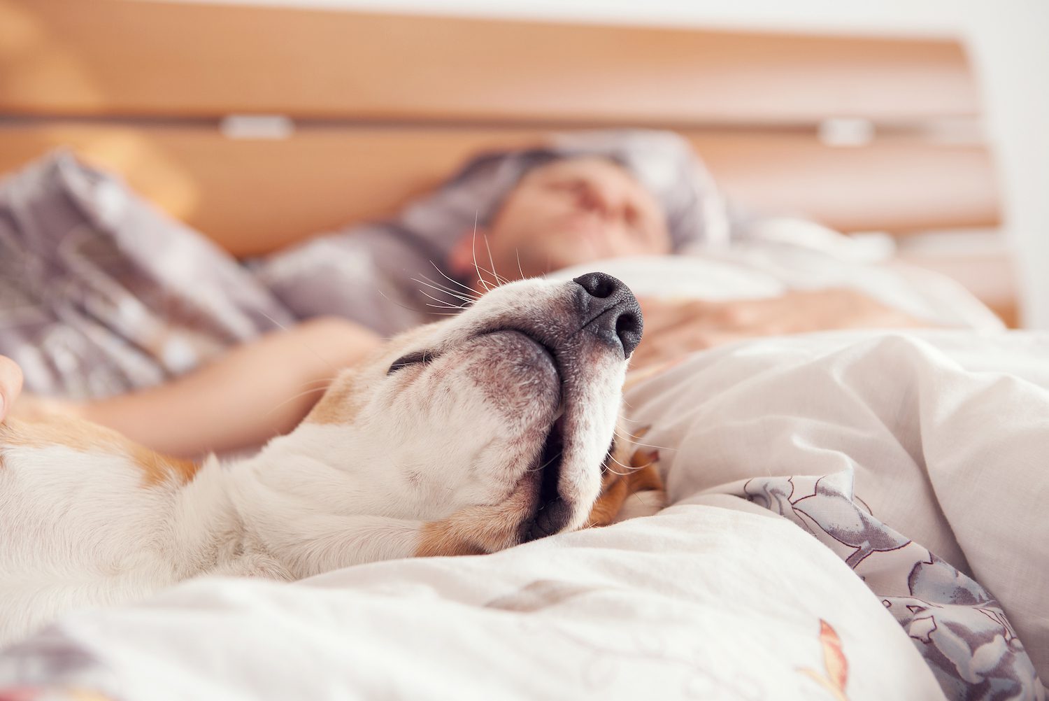 Personne dormant profondément avec un chien et un chat sur le lit