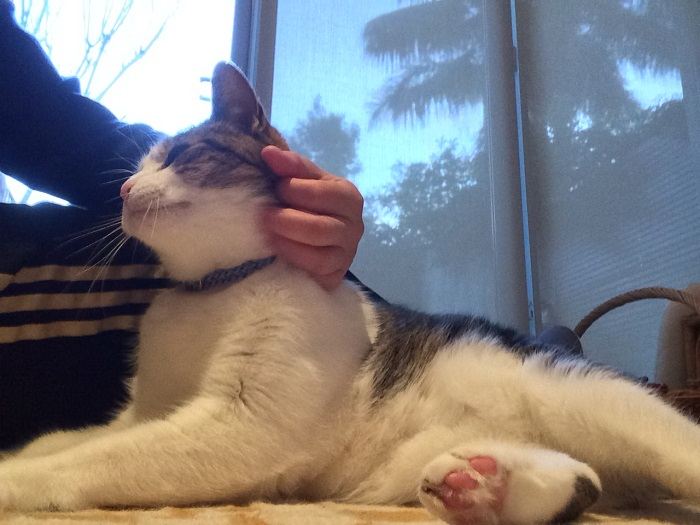 Chaton gris et blanc se frottant contre une jambe