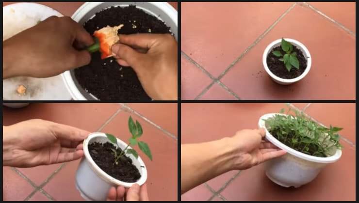 Technique d'arrosage des jeunes plants de poivron