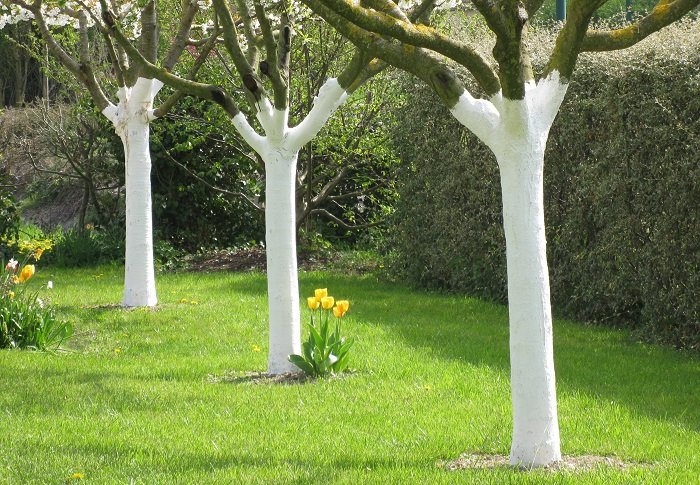 Verger avec des troncs d'arbres fruitiers blanchis à la chaux