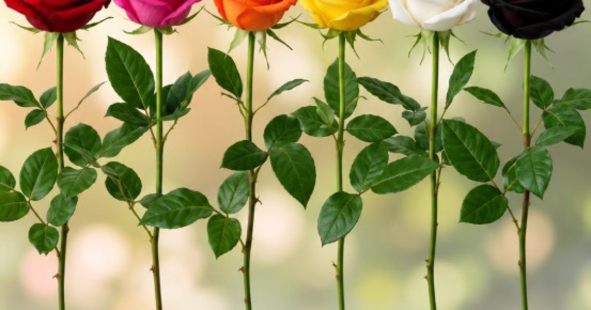 Quelle rose avez-vous choisie ? Ce que votre couleur préférée dit de vous