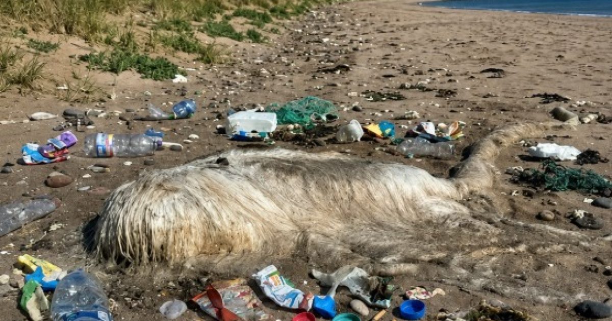 Raie échouée sur la plage : pourquoi elle reste dangereuse même après sa mort