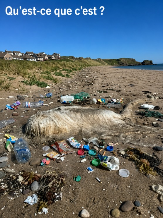 Raie échouée sur la plage : pourquoi elle reste dangereuse même après sa mort