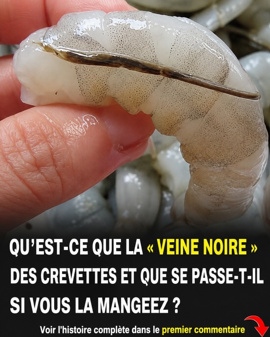 Le filet noir de la crevette : ce qu'il faut savoir pour bien la préparer