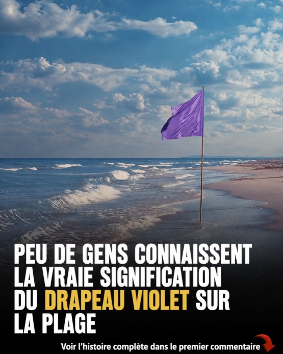 Drapeaux de plage : le guide complet pour comprendre les signaux et se baigner en sécurité