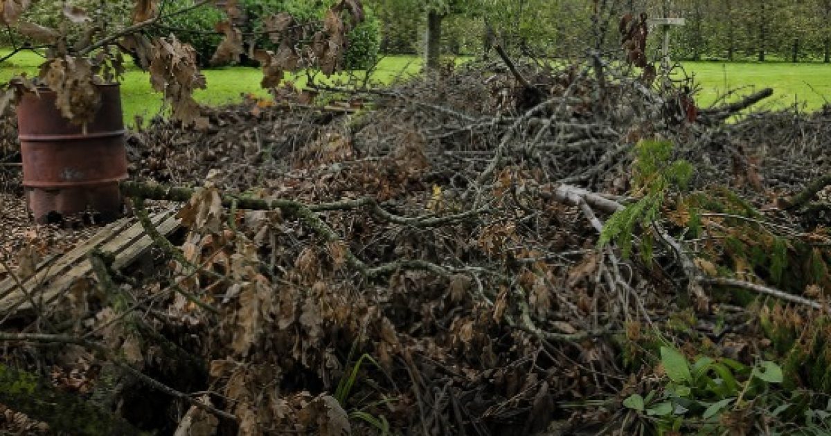 Ce chien parfaitement camouflé dans les branches rend fous les internautes : le trouvez-vous ?
