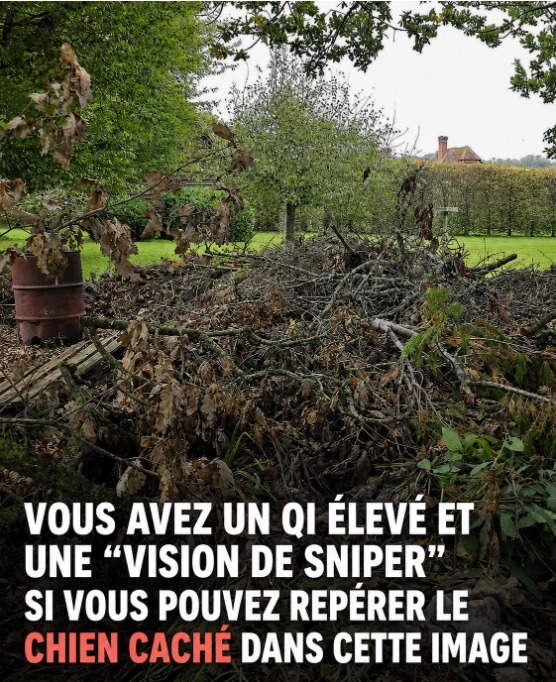 Ce chien parfaitement camouflé dans les branches rend fous les internautes : le trouvez-vous ?