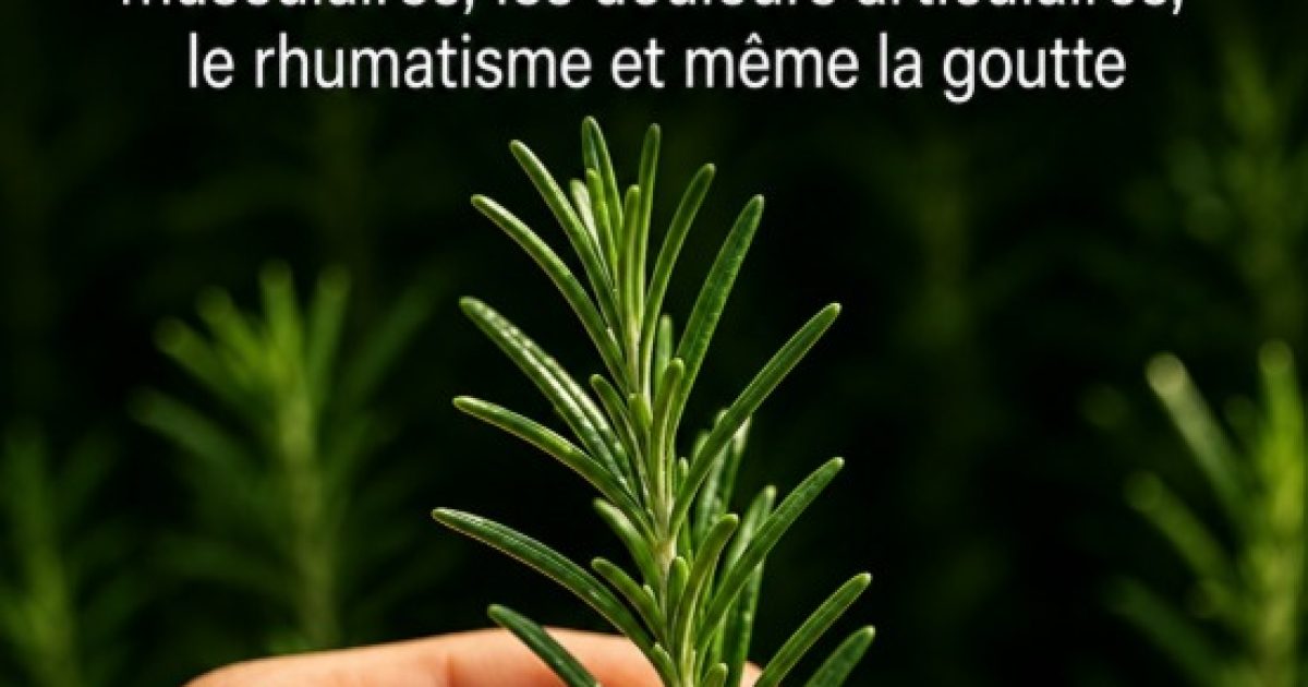 Romarin : les bienfaits insoupçonnés de cette herbe aromatique sur votre santé au quotidien