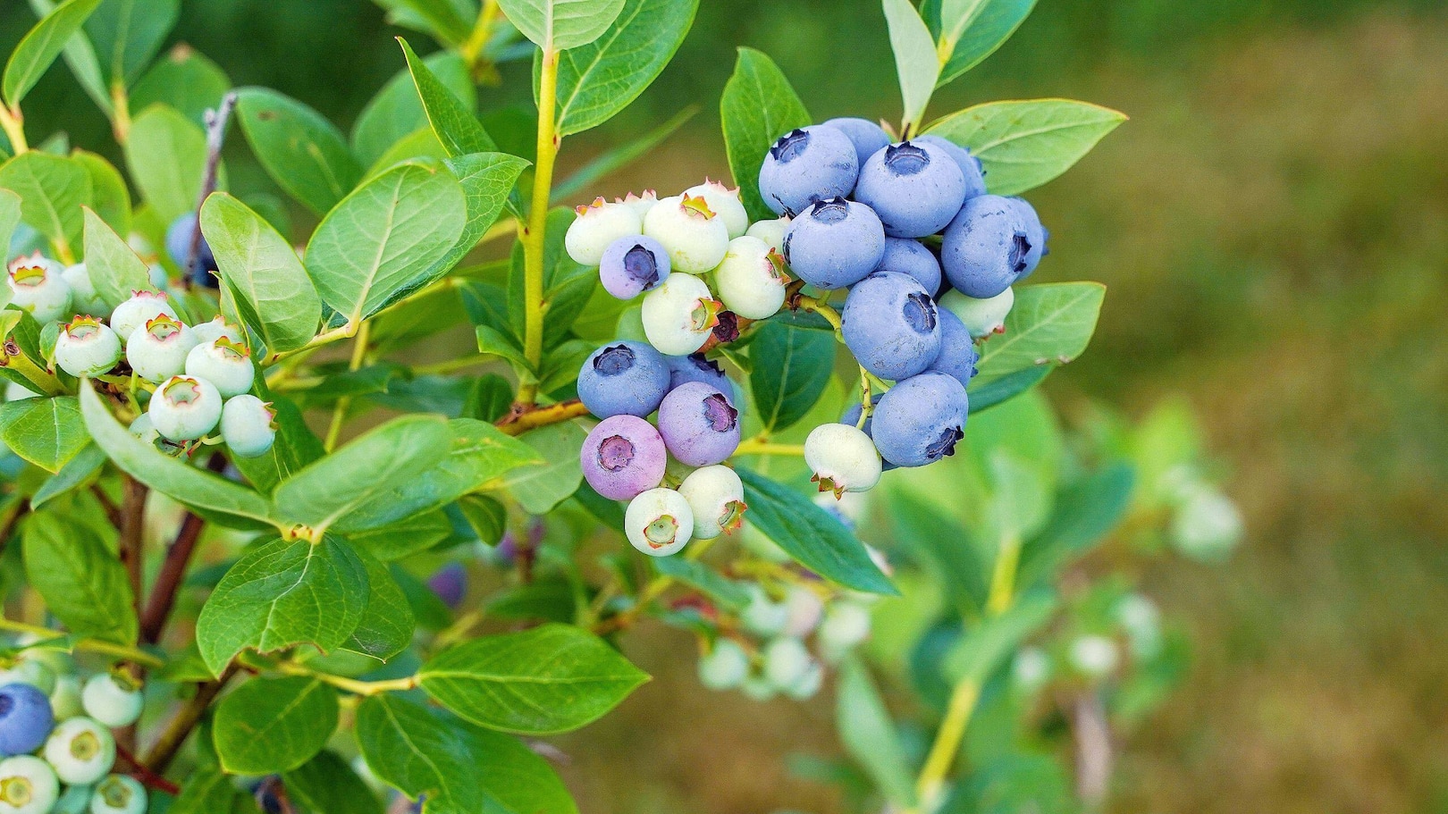Personne cueillant des myrtilles sur un balcon