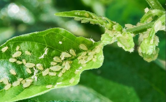 Gros plan sur une colonie de pucerons verts sur une tige de plante