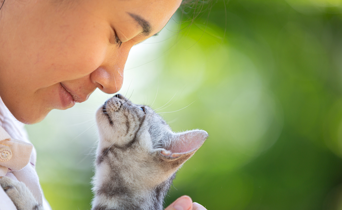 Chat assis devant une porte d'entrée, regardant l'intérieur