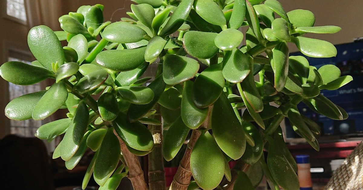 Arbre de jade, une plante verte aux feuilles charnues, symbole de richesse