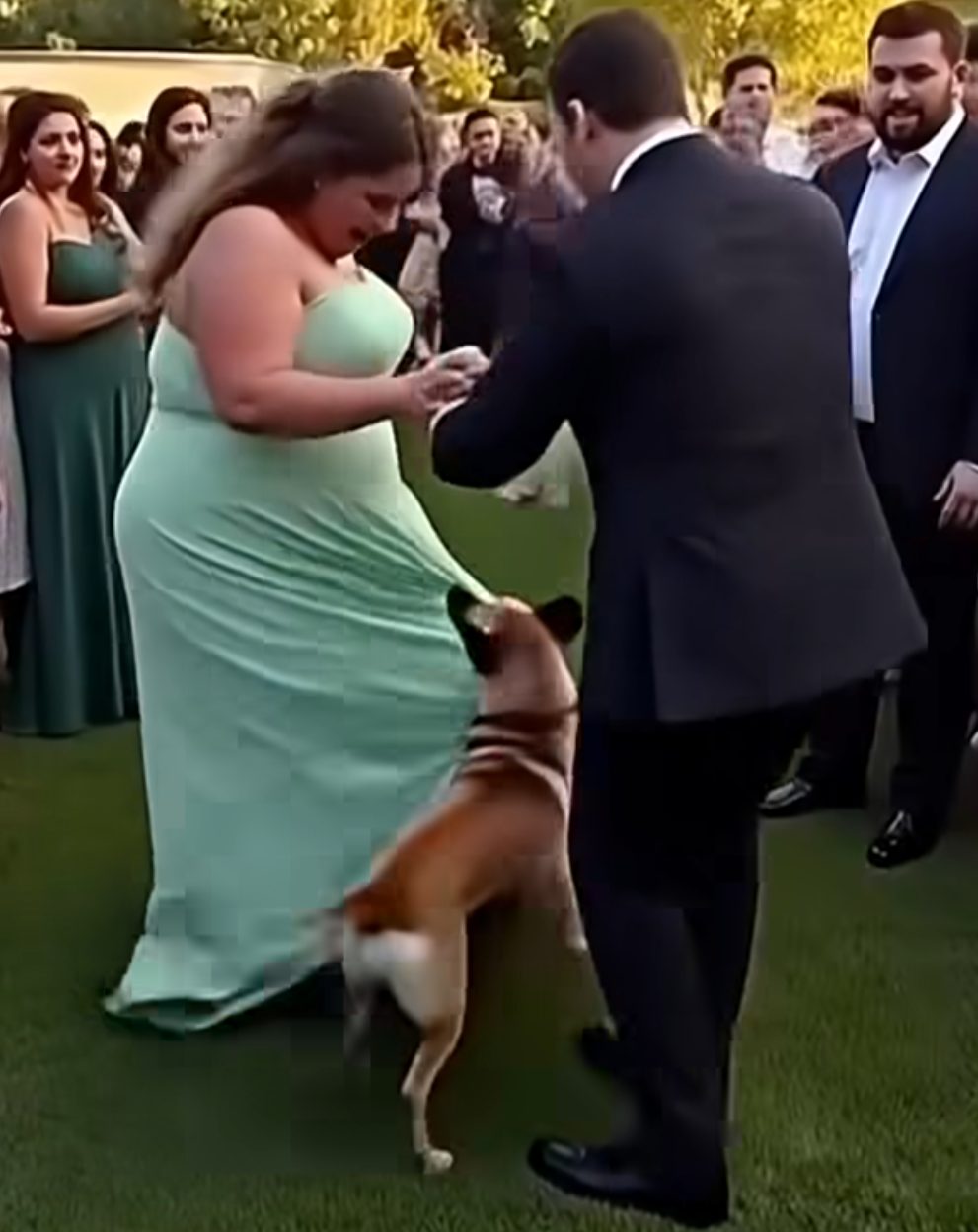 Chien reniflant la robe de mariée