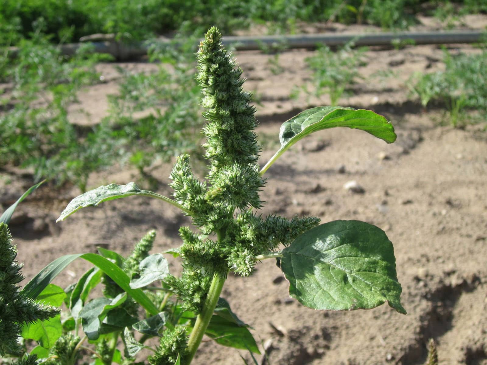 Et si cette "mauvaise herbe" qui pousse dans votre jardin était en réalité un superaliment insoupçonné ?