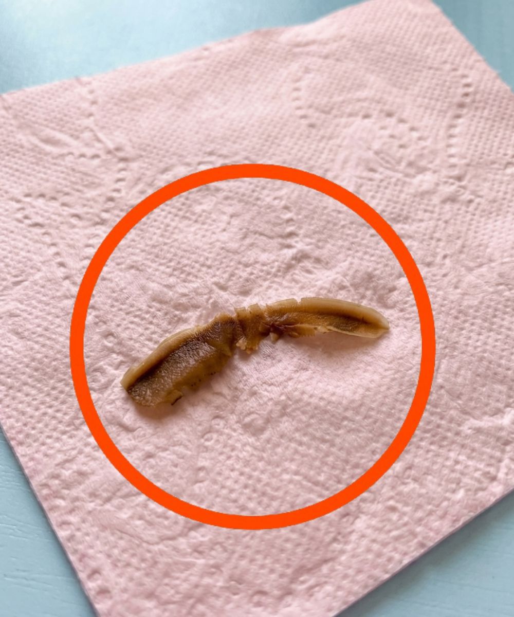 Photo d'un objet de forme irrégulière et de couleur brune posé sur un carrelage, illustrant le mystère d'une trouvaille insolite.