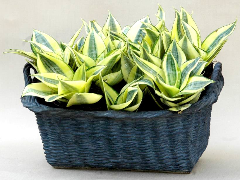 Intérieur moderne avec Sansevieria en décoration