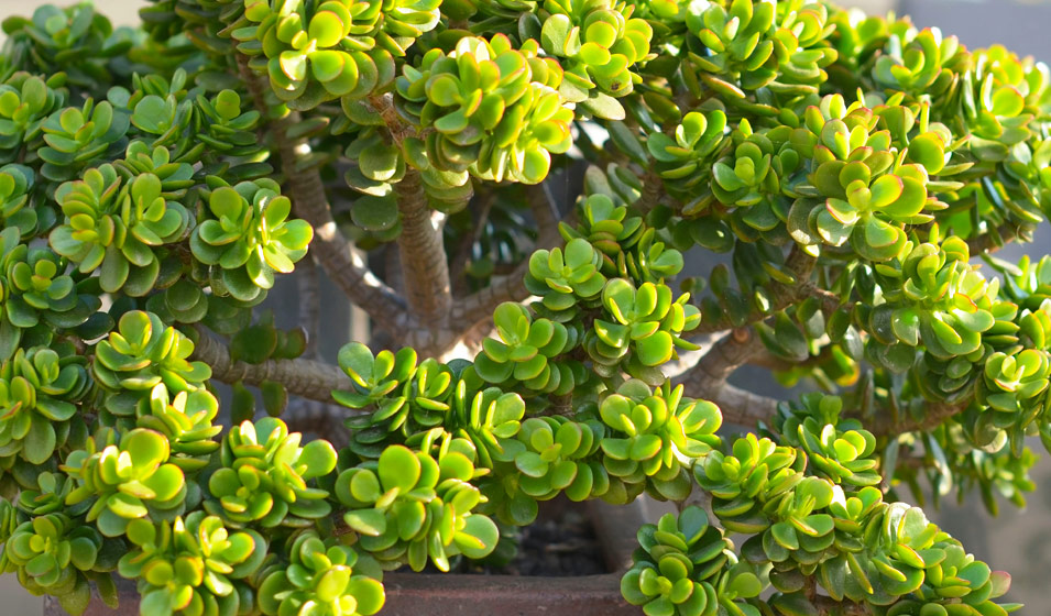 Arbre de jade en fleurs, avec de petites fleurs blanches étoilées