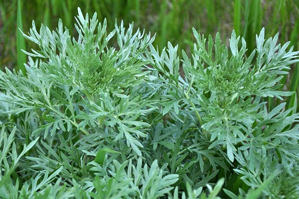 Détail de la plante Artemisia absinthium, aux feuilles argentées et découpées