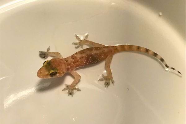 Un petit lézard blanc sur un bol, symbole de discrétion et de protection