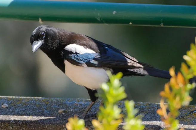 Une pie observant depuis le rebord d'une fenêtre, à l'intérieur d'une maison