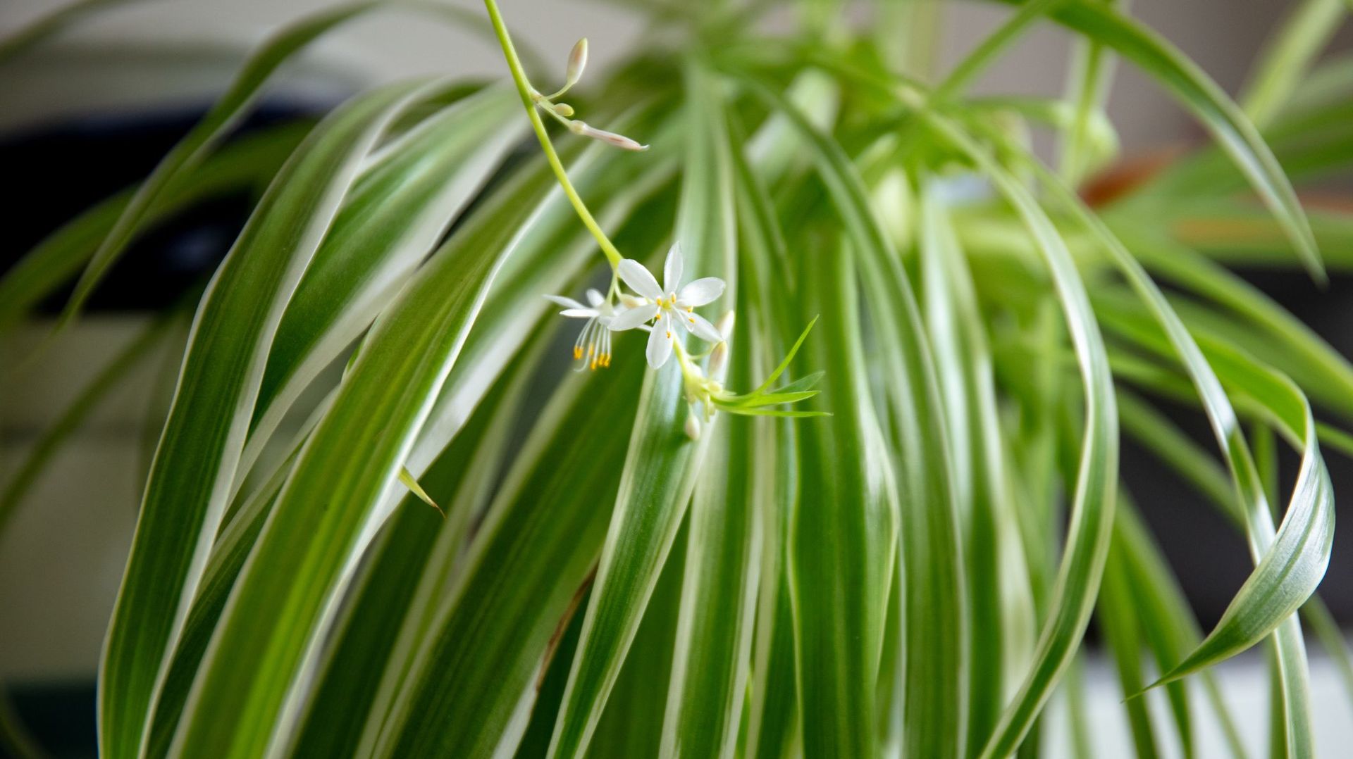 Terreau et outils pour le rempotage d'une plante verte