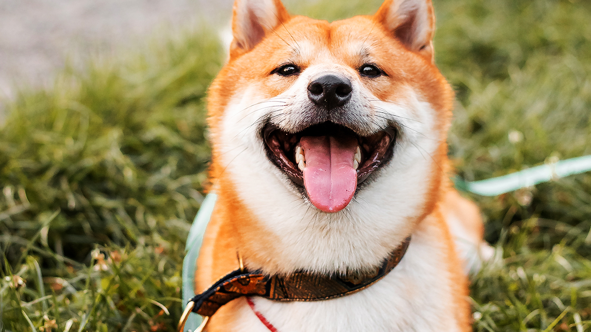 Jeune chiot Shiba Inu roux debout dans un jardin ensoleillé