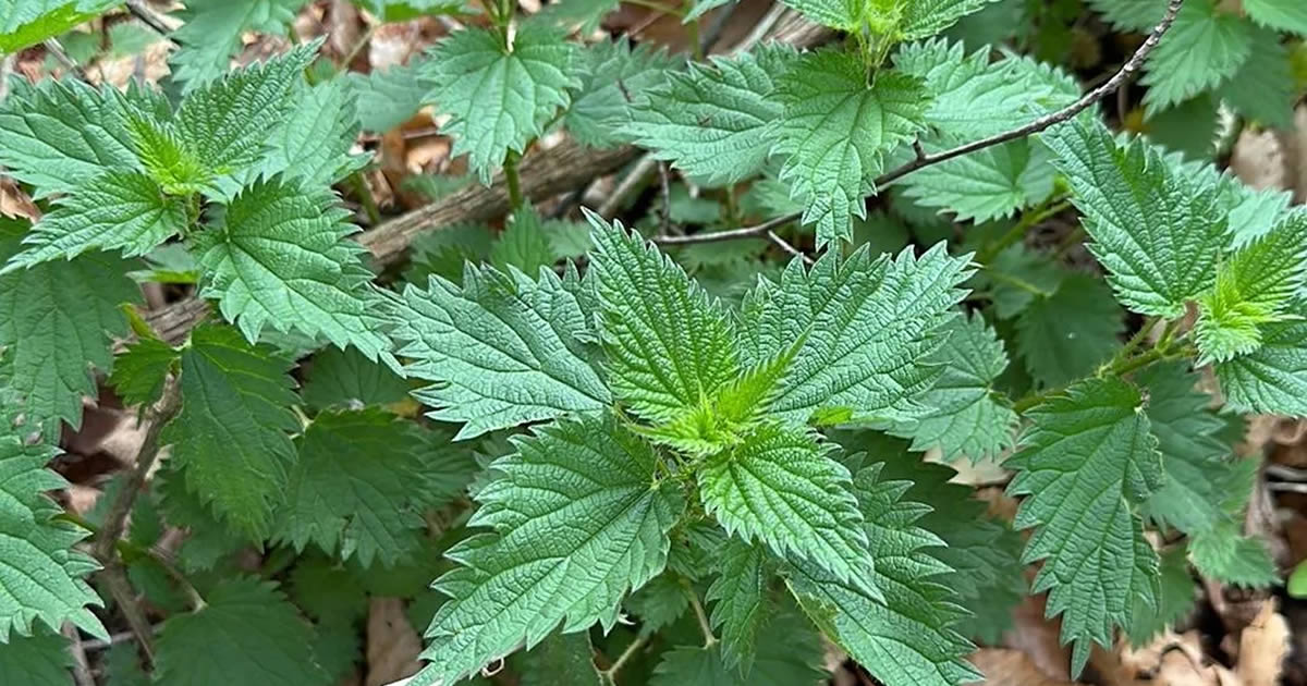 Feuilles d'ortie fraîches, un trésor vert aux multiples usages