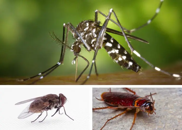 Solutions naturelles contre les nuisibles