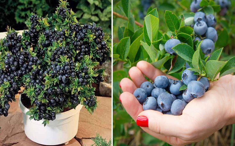Myrtilles mûres dans un panier en osier