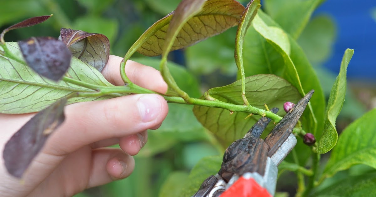 Bouture de citronnier dans une bouteille en plastique recyclée