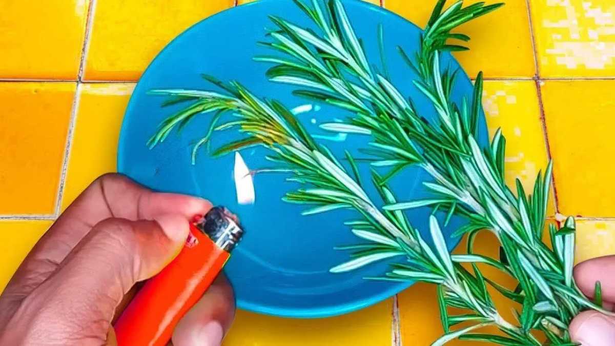 Branche de romarin brûlant dans un intérieur