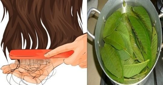 Feuilles de goyave bouillant dans une casserole