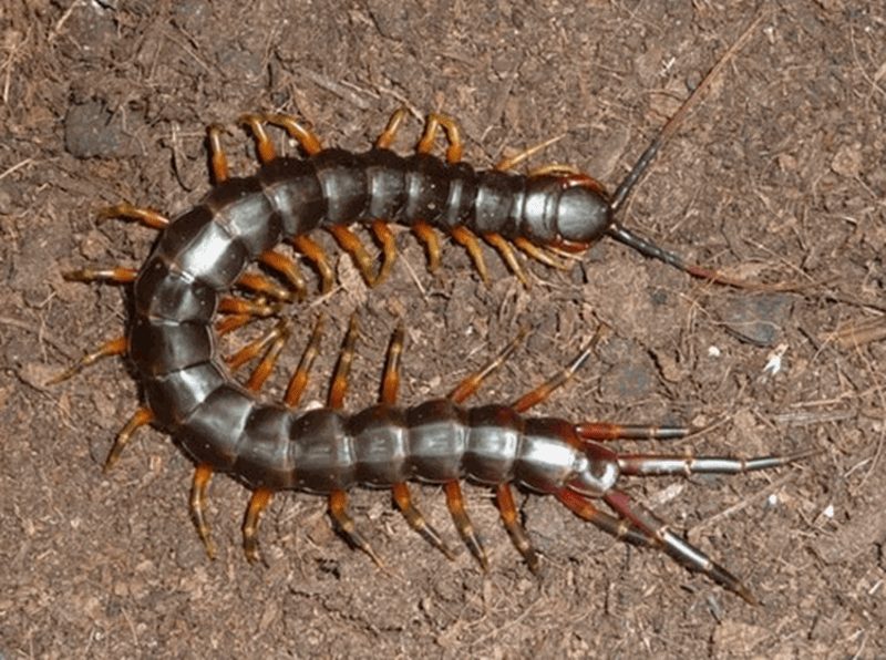 Mille-pattes se déplaçant sur une surface intérieure